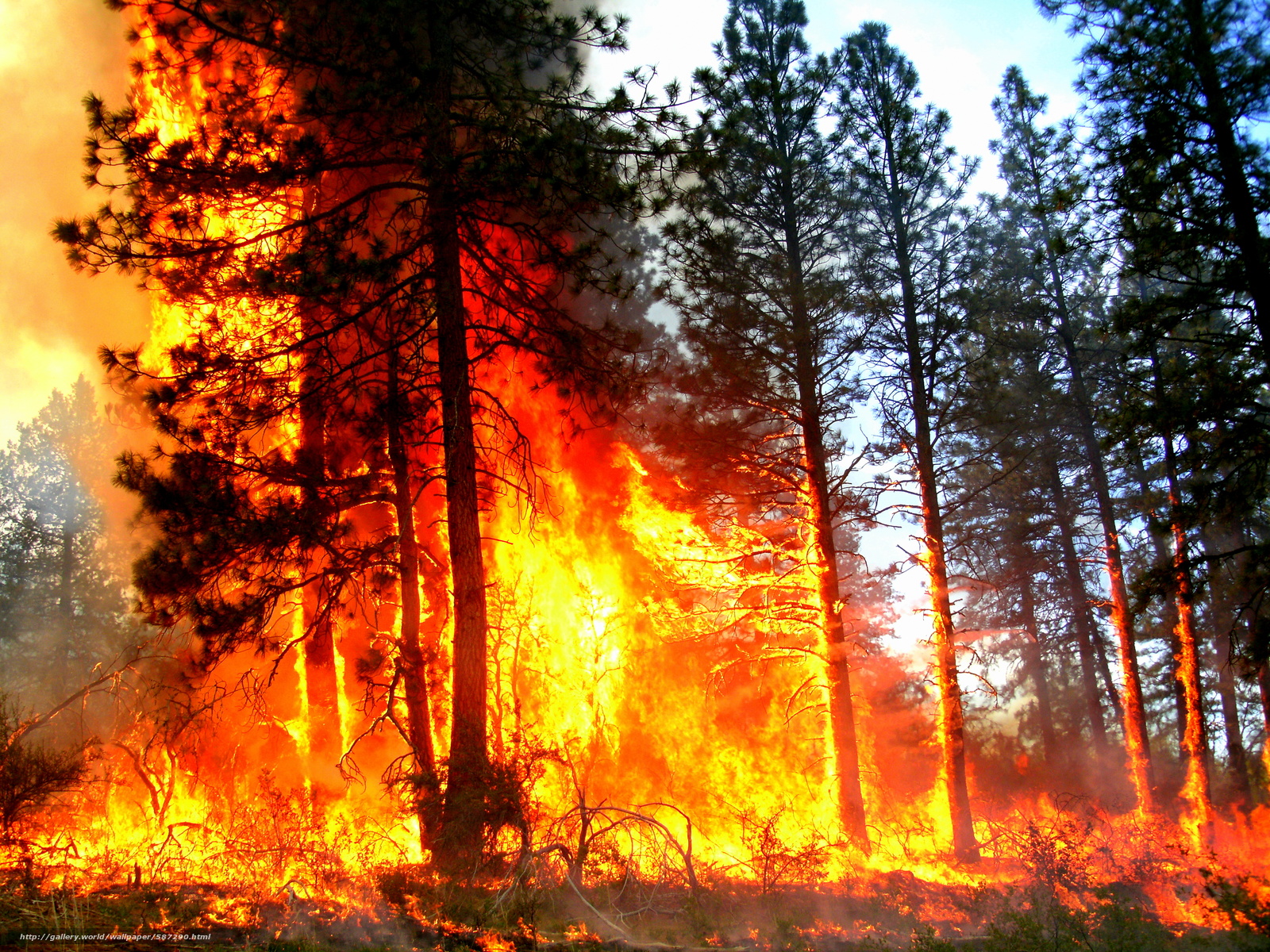 Лесные пожары решения. Пожар в лесу. Горящий лес. Горящий Лис. Лес в огне.