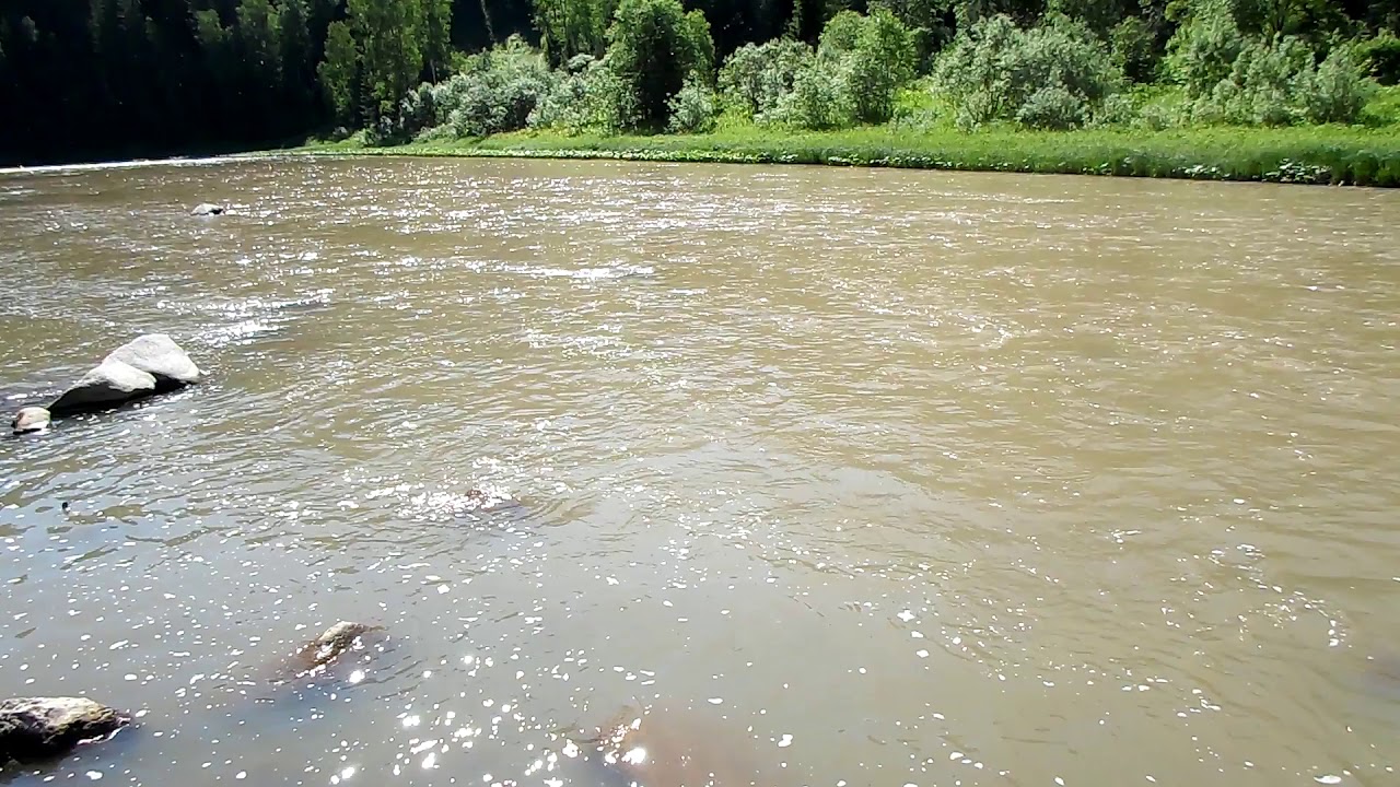 Вода в реке стала быстро прибывать. Река Кундат Кемеровская область. Река Кундат Тисульский район. Реки Кузбасса самые грязные. Загрязнение рек золотодобытчиками.